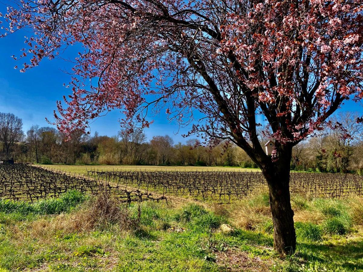 Lodging Gîte Au Milieu des Vignes&des Étoiles Saint-Jean-de-Fos Extérieur photo